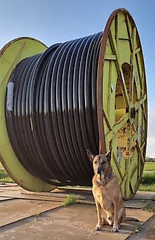 Hondengeleider Beveiligingsbedrijf A.F. Security Winschoten